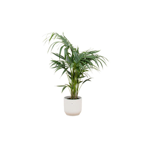 combi-deal-kentia-palm-inclusief-elho-vibes-fold-round-wit-o25-130-cm