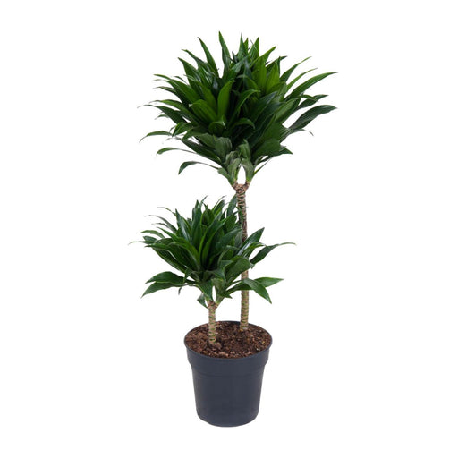 dracaena-compacta-o19cm-↕80cm