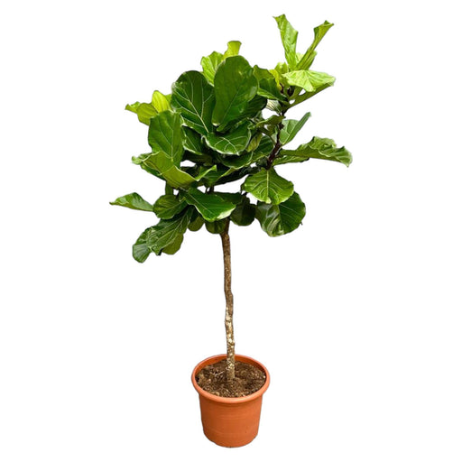 ficus-lyrata-boom-xxl-210-cm-o40