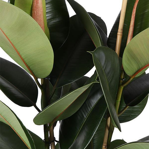 ficus-elastica-robusta-o24cm-↕110cm-in-era-wit-pot