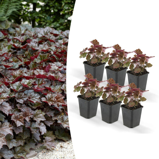 heuchera-mic-palace-purple-↕25cm-o9cm