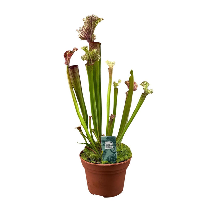 sarracenia-judith-hindle-o12cm-↕30cm