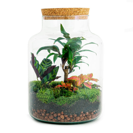 diy-terrarium-milky-palm-↕-30-cm