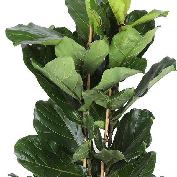 ficus-lyrata-o27cm-↕140cm-in-boule-olijf-pot