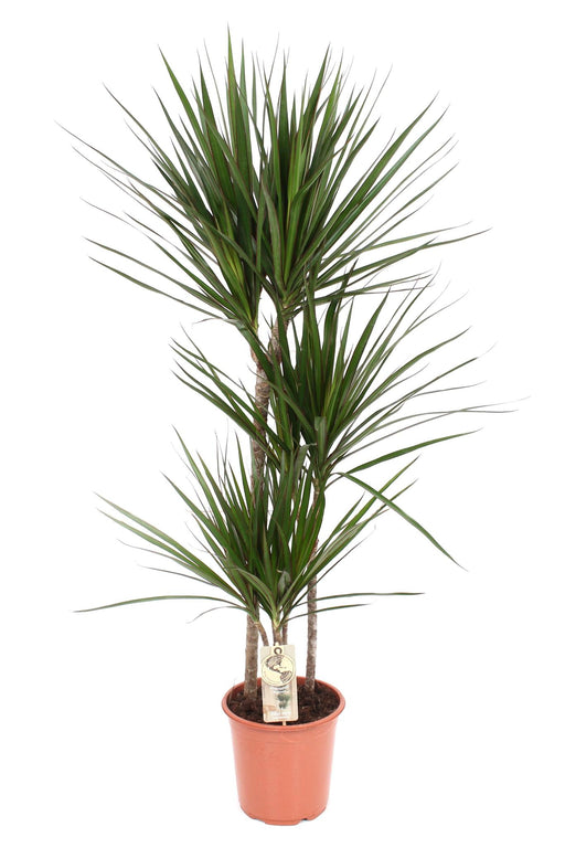 dracaena-marginata-o21-↕120-1