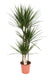 dracaena-marginata-o21-↕120-1