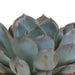 echeveria-mix-8-5-cm-3x-in-terracotta-pot