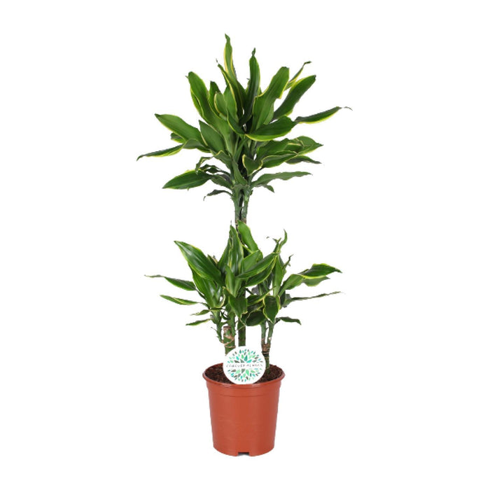 dracaena-golden-coast-o21cm-↕90cm