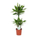 dracaena-golden-coast-o21cm-↕90cm