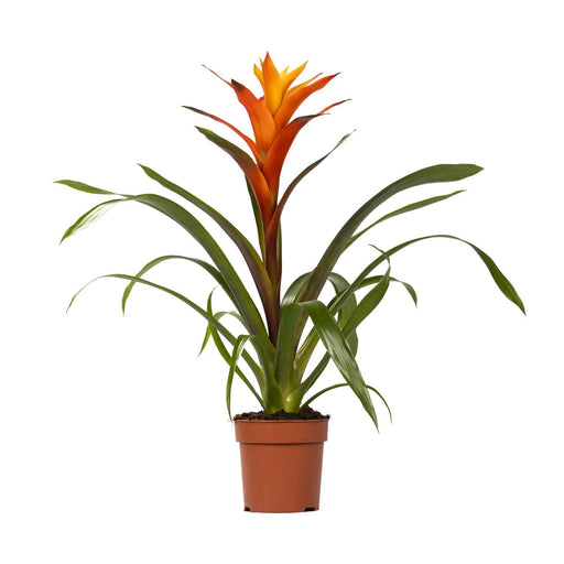 guzmania-variada-o12-↕50