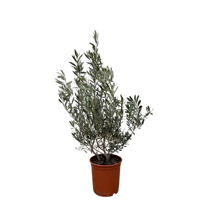 olea-europaea-struik-100cm-o25