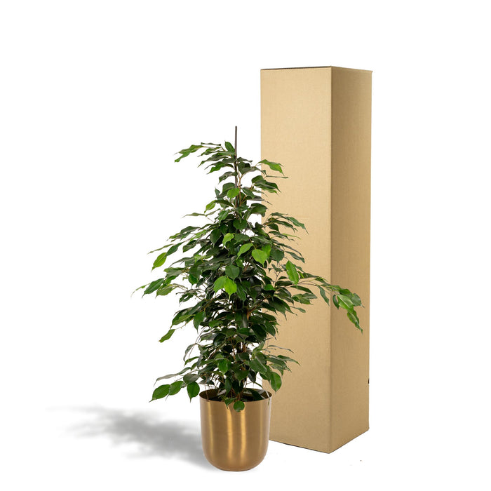 ficus-benjamina-danielle-95cm-o21cm-pot-mayk-gold