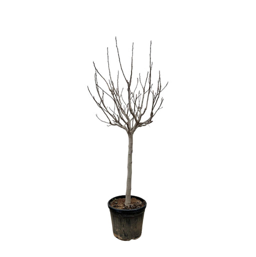 ficus-carica-op-stam-250-cm-o45