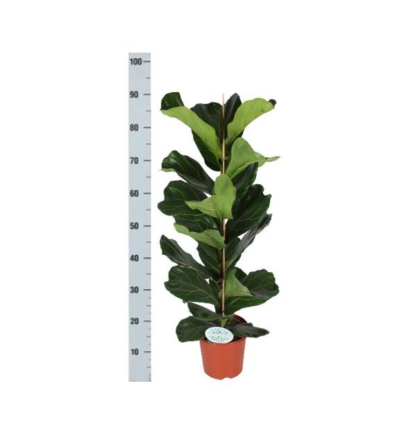 ficus-lyrata-o21cm-↕90cm-in-albury-black-print-mand