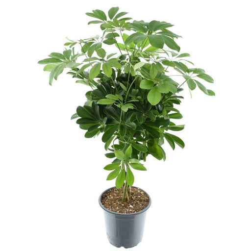 schefflera-compacta-nora-o21cm-↕75cm