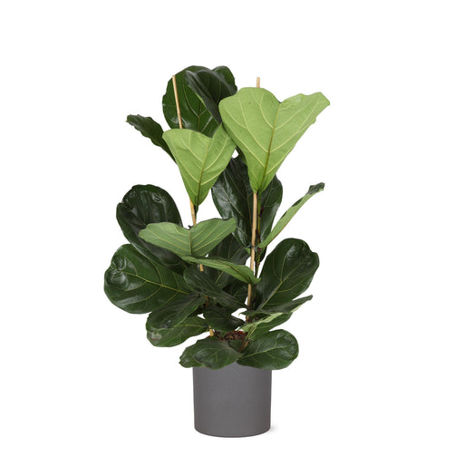 ficus-lyrata-o24cm-↕120cm-in-era-antraciet-pot