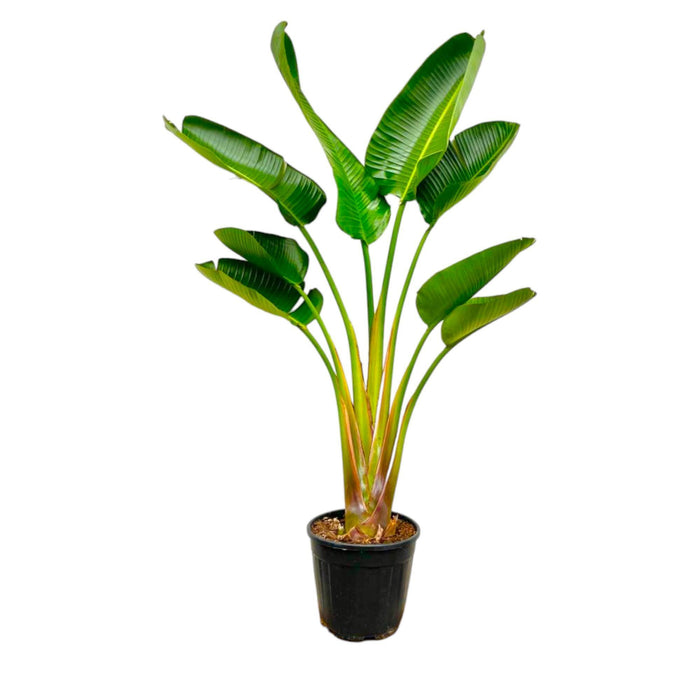 strelitzia-augusta-160-cm-o28