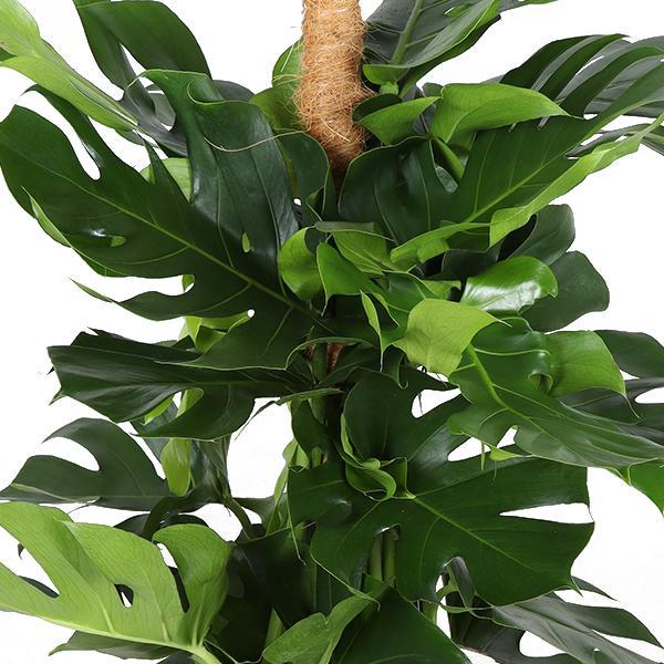 monstera-deliciosa-mosstok-o27cm-↕150cm-in-boule-olijf-pot