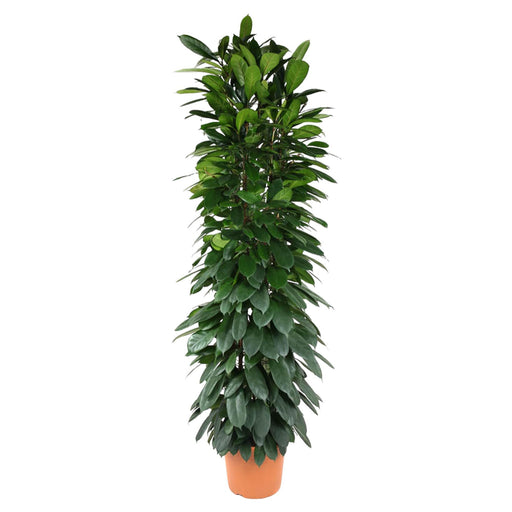 ficus-cyatistipula-zuil-200-cm-o35