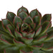 echeveria-mix-10-5-cm-3x-in-mexicaanse-pot