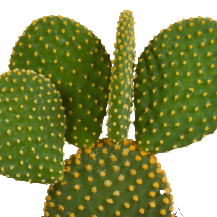 opuntia-microdasys-12cm-zonder-pot