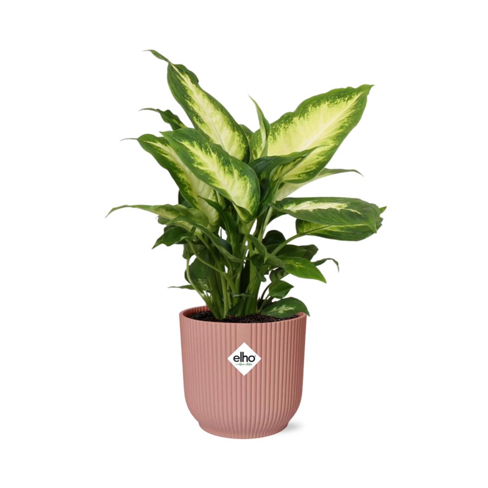 Dieffenbachia