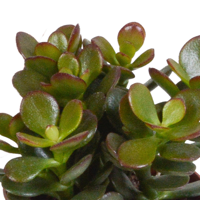 crassula-mix-8-5-cm-3x-zonder-pot