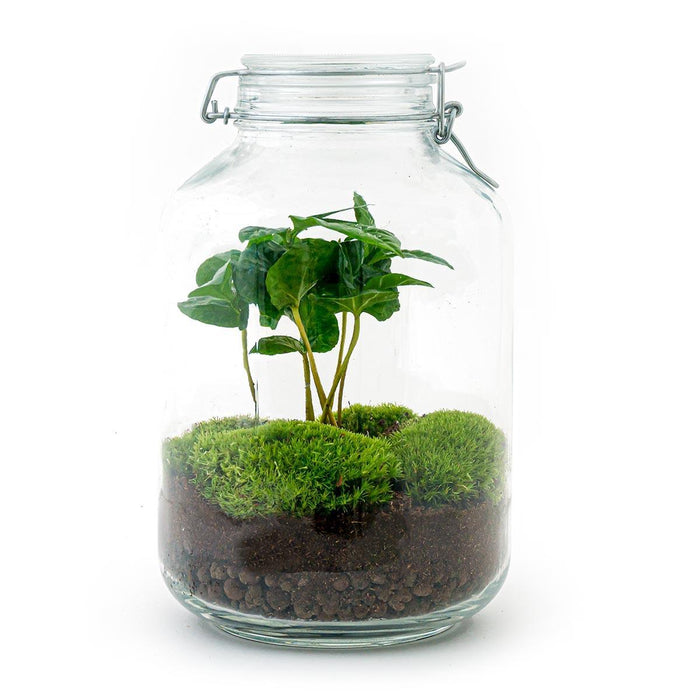 diy-terrarium-jar-coffea-arabica-↕-28-cm-rake-shovel