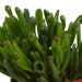 crassula-mix-10-5-cm-3x-in-witte-pot