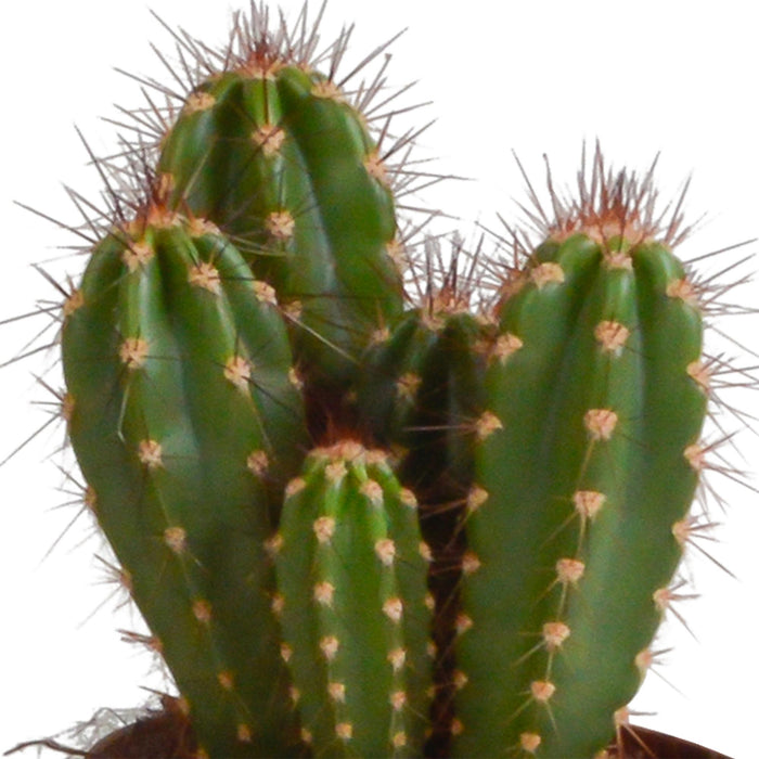 cereus-mix-10-5cm-3x-in-mexicaanse-pot