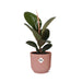 ficus-elastica-robusta-in-elho-vibes-fold-14cm-roze