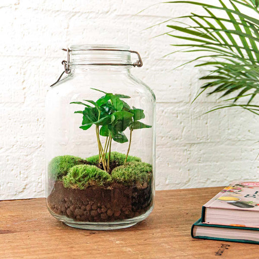 diy-terrarium-jar-coffea-arabica-↕-28-cm-rake-shovel-tweezer-scissors