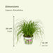 4x-cyperus-alternifolius-kattengras-20cm-o12