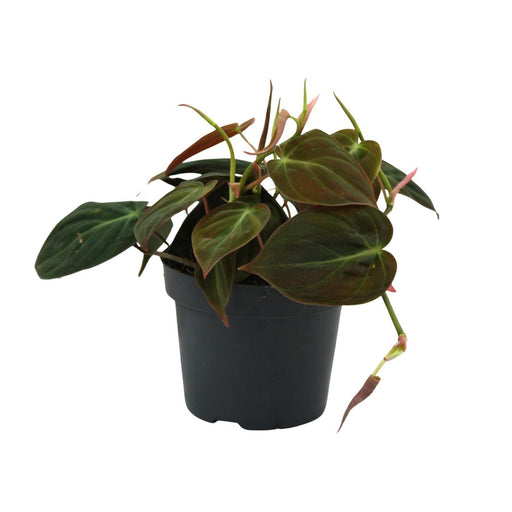 philodendron-micans-o12cm-↕15cm