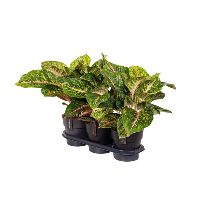 aglaonema-spring-red-o19cm-↕60cm