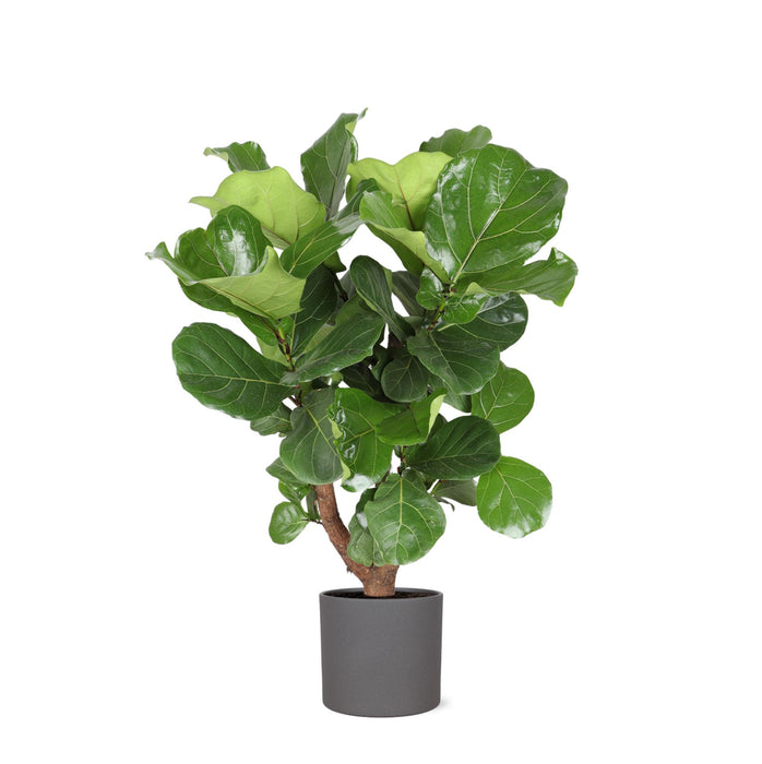 ficus-lyrata-vertakt-o24cm-↕110cm-in-era-antraciet-pot