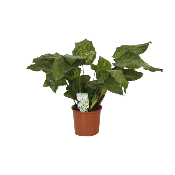 calathea-network-pauwenplant-30cm-o14