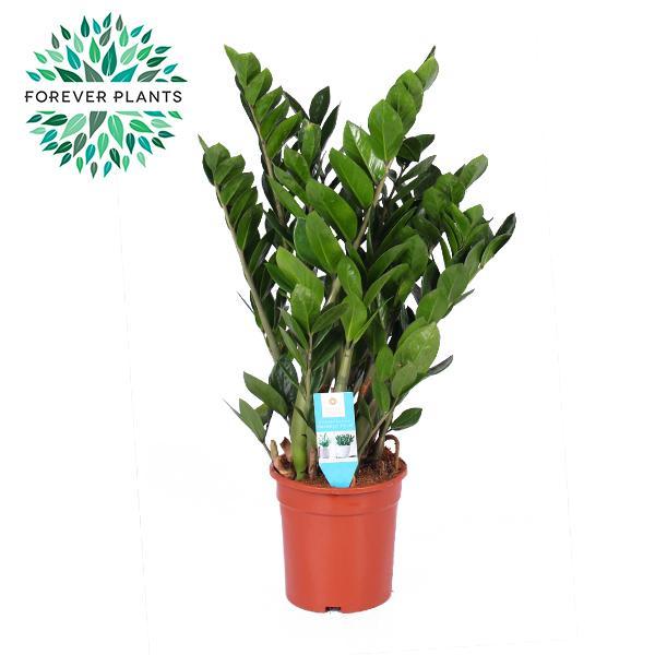 zamioculcas-zamiifolia-o21cm-↕95cm