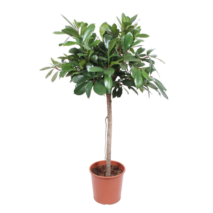 ficus-cyathistipula-boom-150-cm-o30