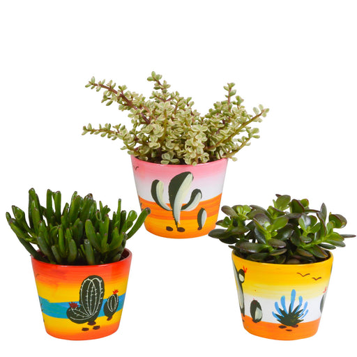 crassula-mix-10-5-cm-3x-in-mexicaanse-pot