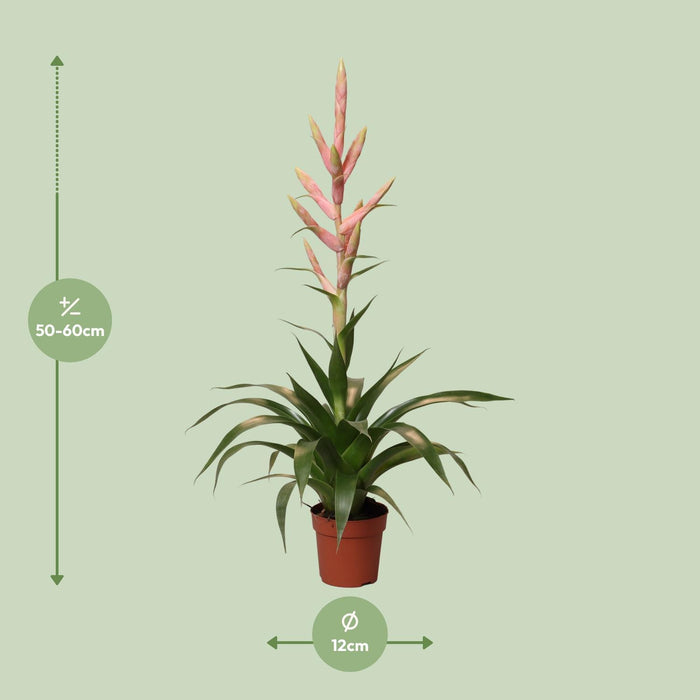 tillandsia-dolce-o12cm-↕60cm