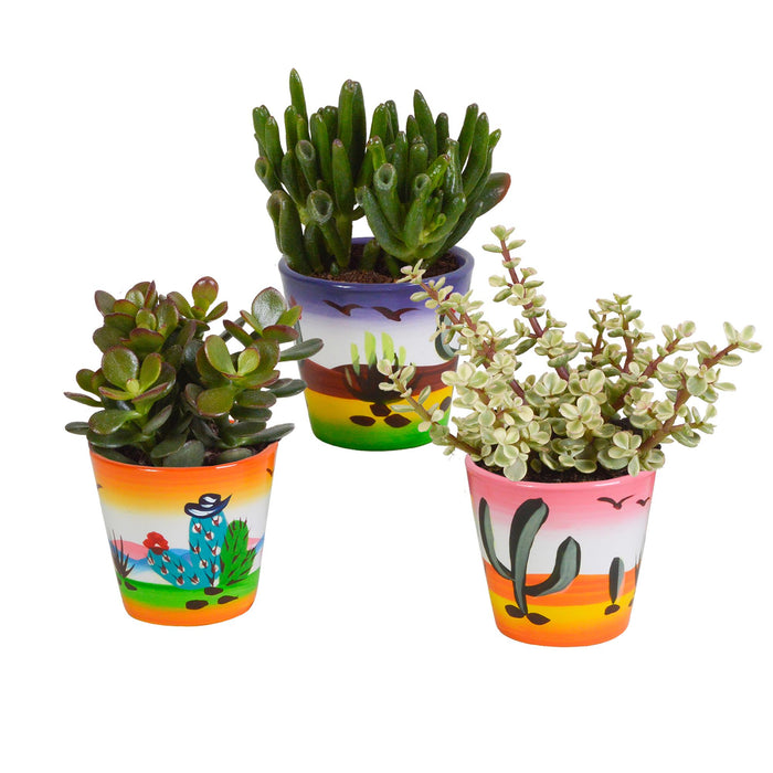 crassula-mix-8-5-cm-3x-in-mexicaanse-pot