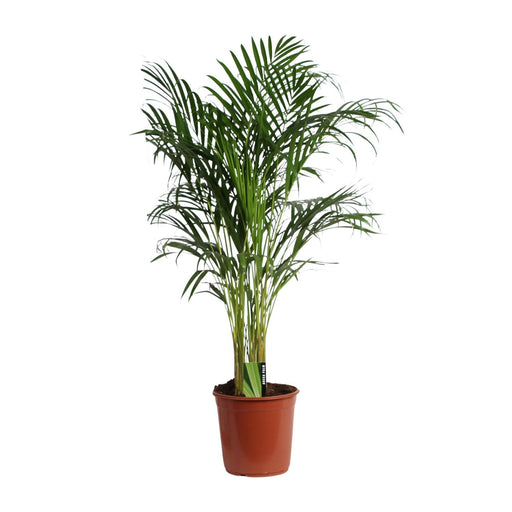 dypsis-lutescens-areca-o24cm-↕120cm-1