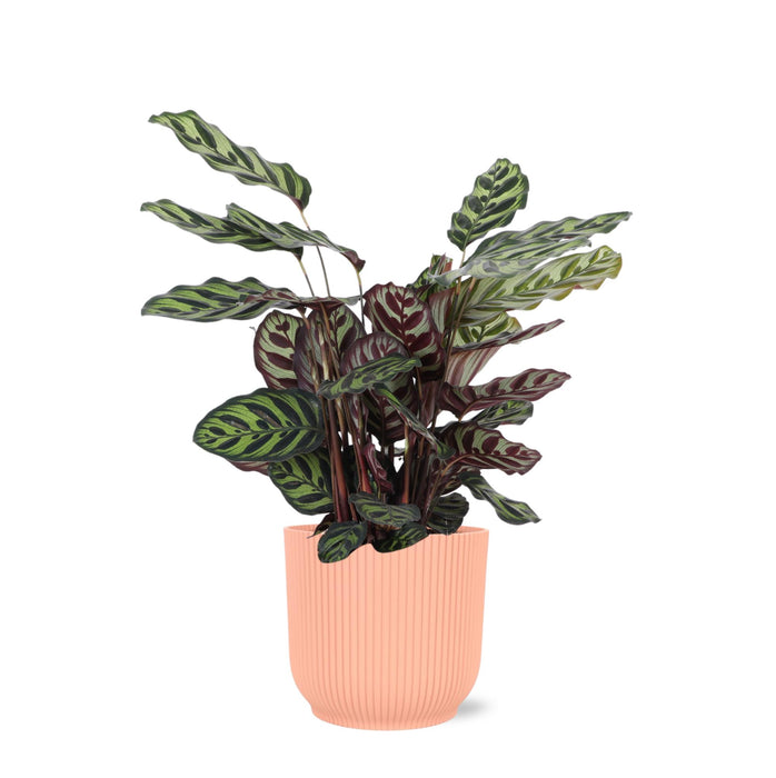 calathea-makoyana-o21cm-↕70cm-in-vibes-roze-pot