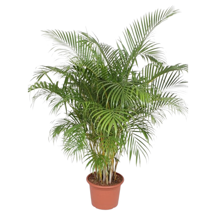 dypsis-lutescens-areca-palm-200-cm-o40