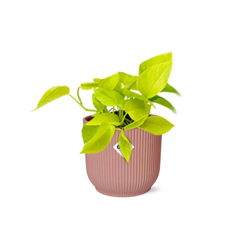 epipremnum-pinnatum-golden-pothos-in-elho-vibes-fold-14cm-roze