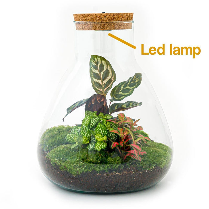 diy-terrarium-sam-calathea-with-light-↕-30-cm-rake-shovel