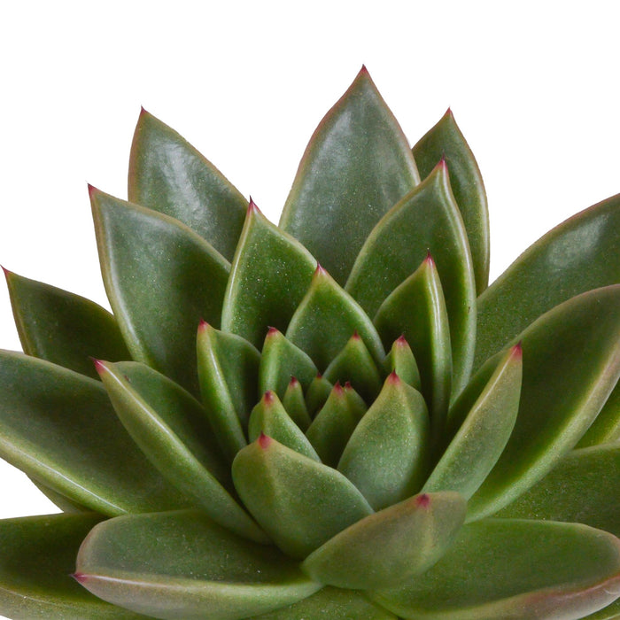 echeveria-mix-10-5-cm-3x-in-witte-pot