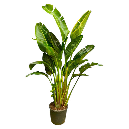 strelitzia-augusta-multi-stam-xxl-250-cm-o50