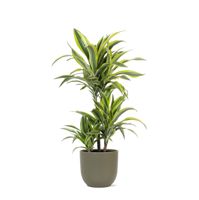 dracaena-lemon-lime-o21cm-↕65cm-in-boule-olijf-pot